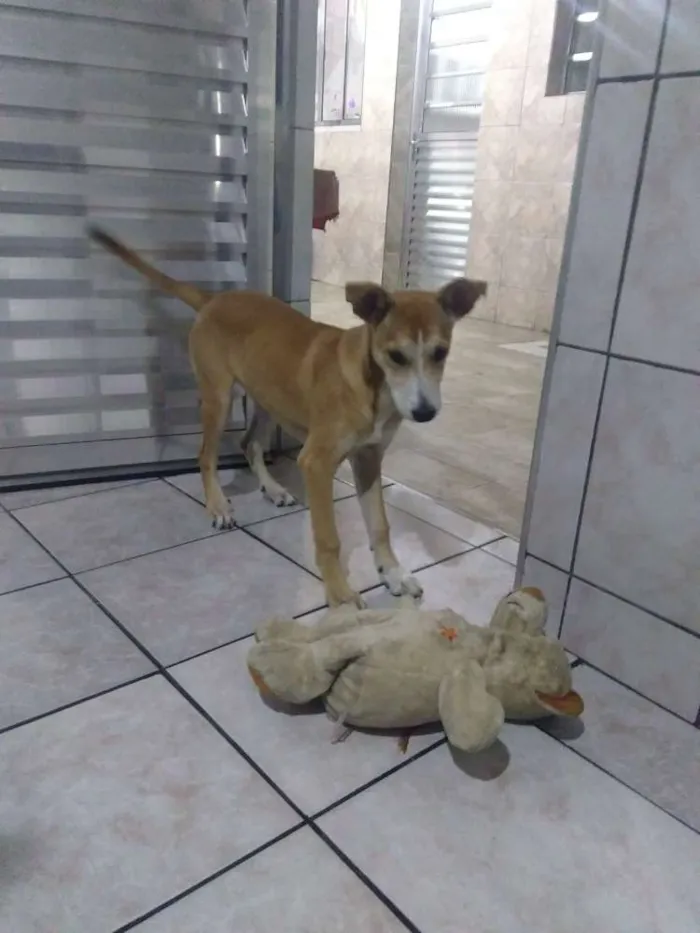 Cachorro ra a SRD idade 2 a 6 meses nome Juju