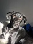 Bagheera 