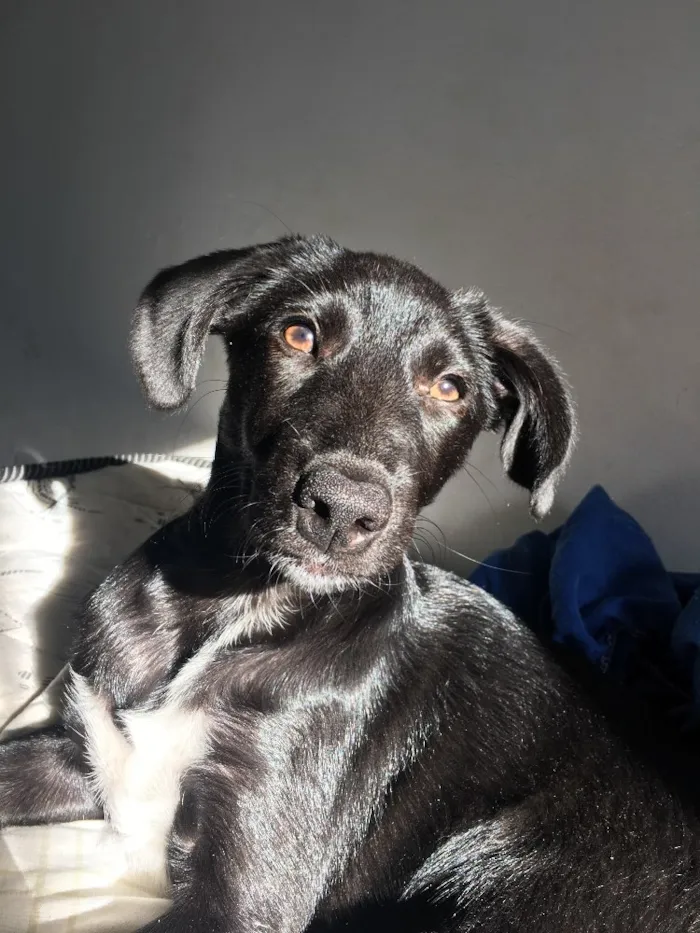 Cachorro raça Mistura de labrador com virala idade 2 a 6 meses nome Bagheera 