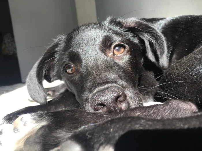 Cachorro raça Mistura de labrador com virala idade 2 a 6 meses nome Bagheera 