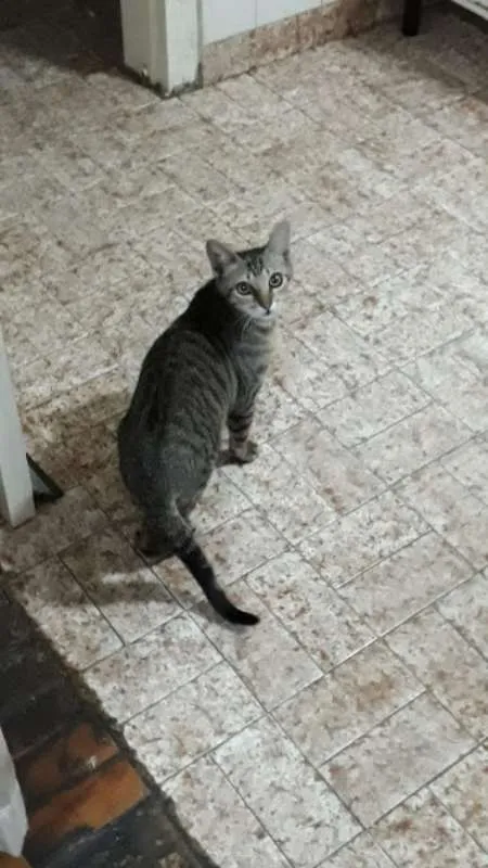 Gato ra a SRD idade 2 a 6 meses nome Malhada