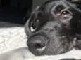 Bagheera 