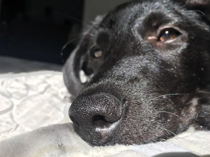 Cachorro raça Mistura de labrador com virala idade 2 a 6 meses nome Bagheera 