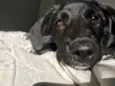 Bagheera 