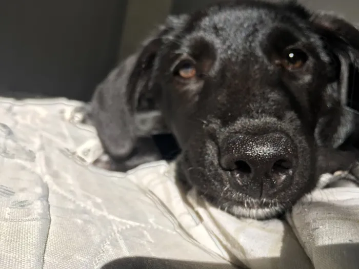 Cachorro raça Mistura de labrador com virala idade 2 a 6 meses nome Bagheera 