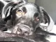 Bagheera 