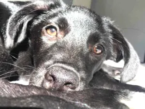 Cachorro raça Mistura de labrador com virala idade 2 a 6 meses nome Bagheera 