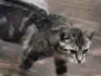Gato ra a SRD idade 2 a 6 meses nome Malhada