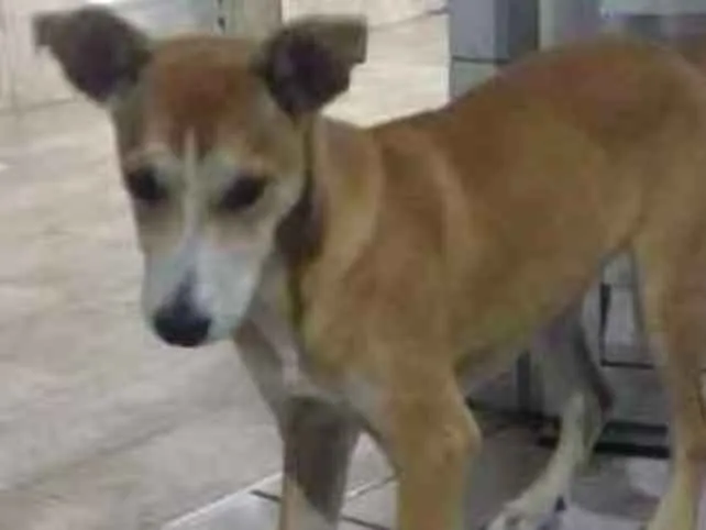 Cachorro ra a SRD idade 2 a 6 meses nome Juju