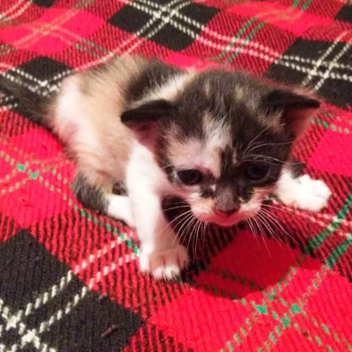 Gato raça Indeinida idade Abaixo de 2 meses nome nenhum