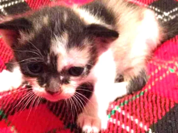 Gato raça Indeinida idade Abaixo de 2 meses nome nenhum