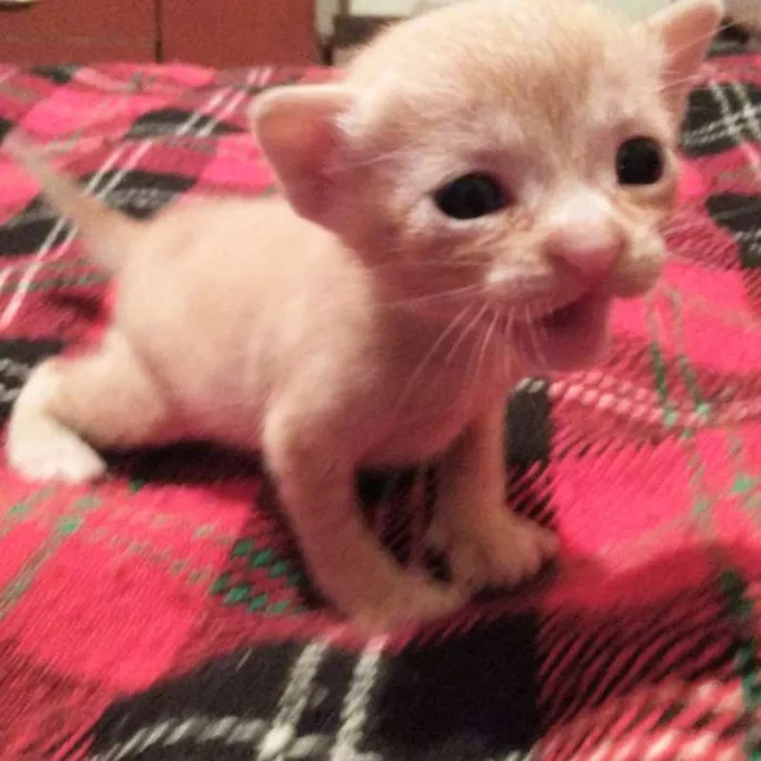 Gato raça sem raça definida idade  nome Nenhum