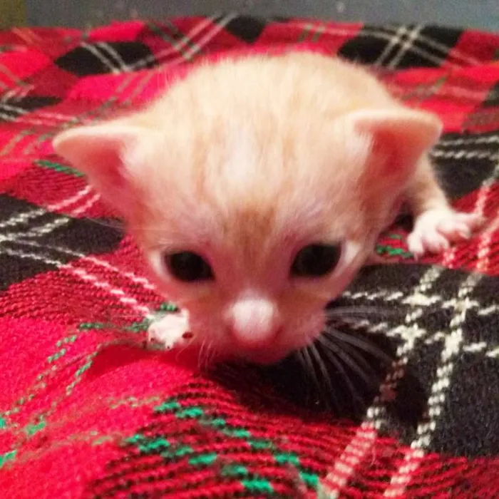 Gato raça sem raça definida idade  nome Nenhum