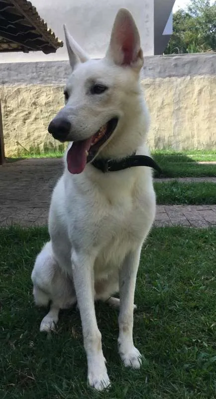 Cachorro raça Pastor da Mantiqueira idade 3 anos nome Logan