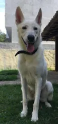 Logan