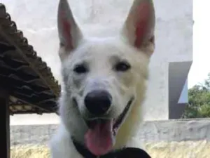 Cachorro raça Pastor da Mantiqueira idade 3 anos nome Logan