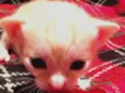 Nenhum