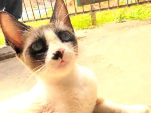 Gato raça SRD idade 1 ano nome Linda
