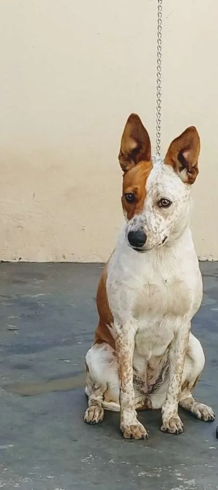 Cachorro ra a 3/4 bluerriler  idade 7 a 11 meses nome Luna