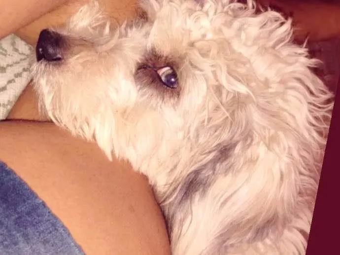 Cachorro ra a Poodle com vira lata  idade 1 ano nome Duck