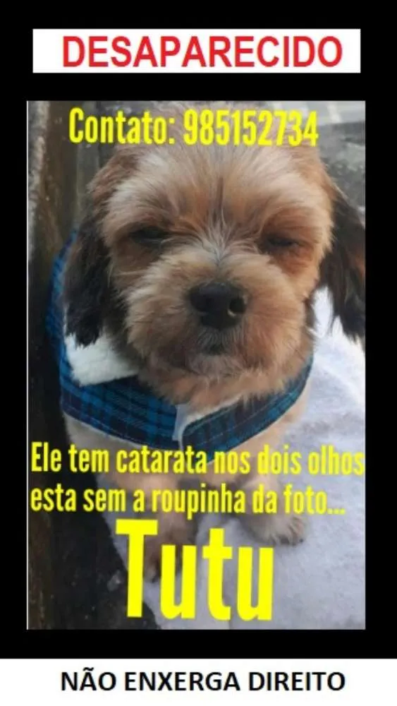 Cachorro ra a Shih-tzu  idade 6 ou mais anos nome Tutu