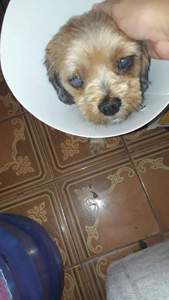 Cachorro ra a Shih-tzu  idade 6 ou mais anos nome Tutu