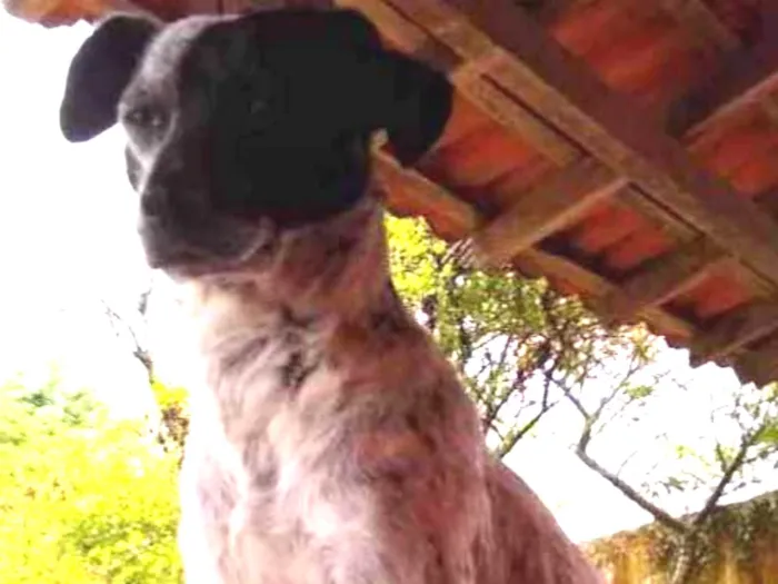 Cachorro ra a SRD idade 2 anos nome Baby