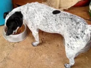 Cachorro raça SRD idade 2 anos nome Baby