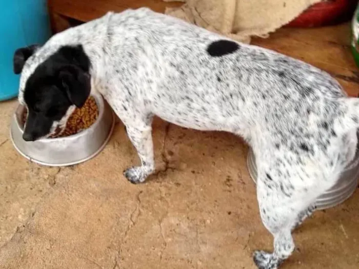 Cachorro ra a SRD idade 2 anos nome Baby