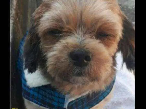 Cachorro ra a Shih-tzu  idade 6 ou mais anos nome Tutu