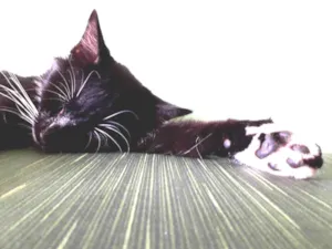 Gato raça Nao sei idade 2 a 6 meses nome PB