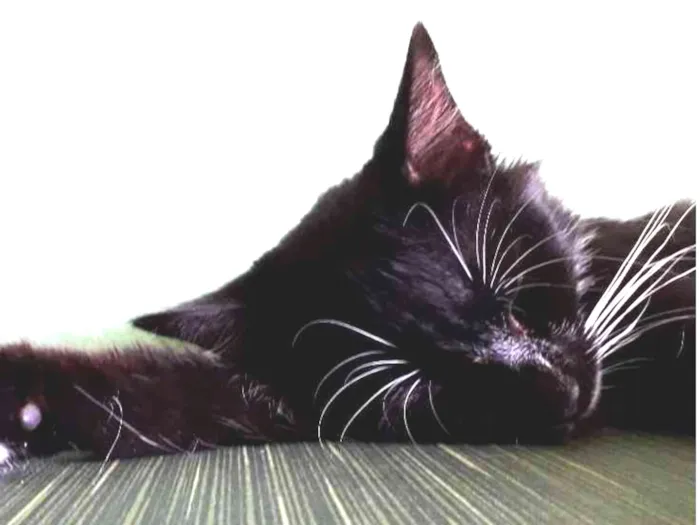 Gato raça Nao sei idade 2 a 6 meses nome PB