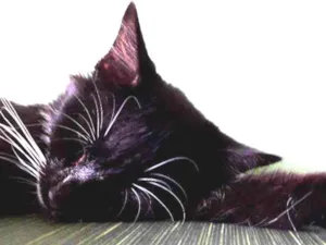 Gato raça Nao sei idade 2 a 6 meses nome PB