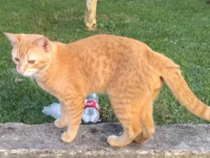 Gato raça SRD idade 1 ano nome Sem nome