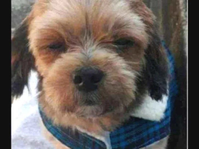 Cachorro ra a Shih-tzu  idade 6 ou mais anos nome Tutu