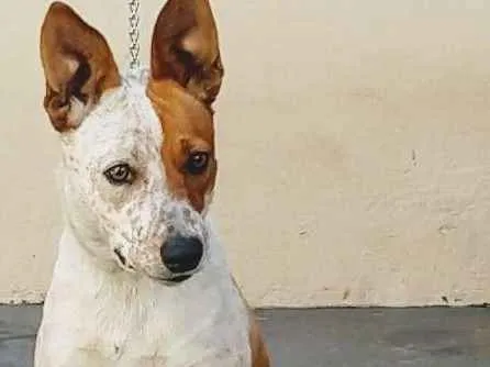 Cachorro ra a 3/4 bluerriler  idade 7 a 11 meses nome Luna