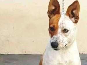 Cachorro raça 3/4 bluerriler  idade 7 a 11 meses nome Luna