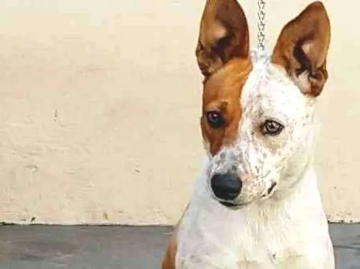 Cachorro ra a 3/4 bluerriler  idade 7 a 11 meses nome Luna