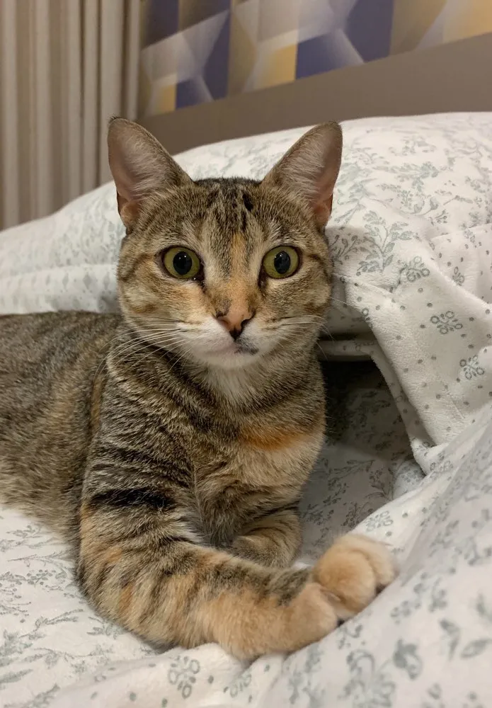 Gato ra a SRD idade 1 ano nome IPANEMA