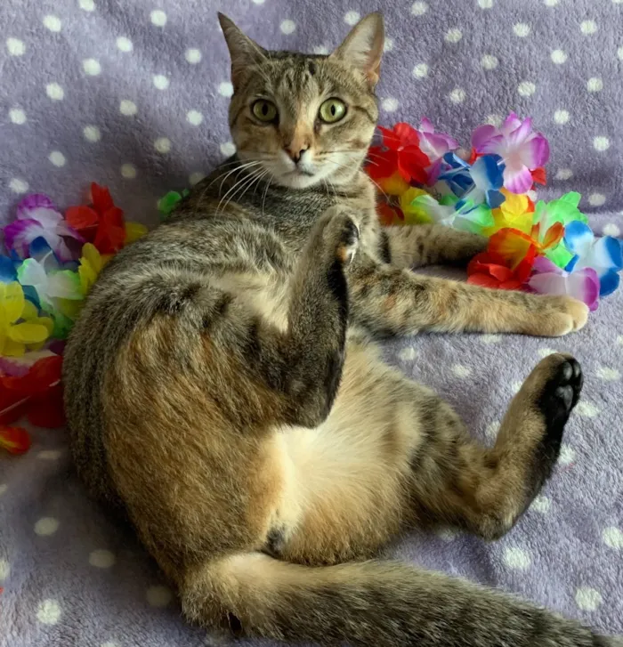 Gato ra a SRD idade 1 ano nome IPANEMA