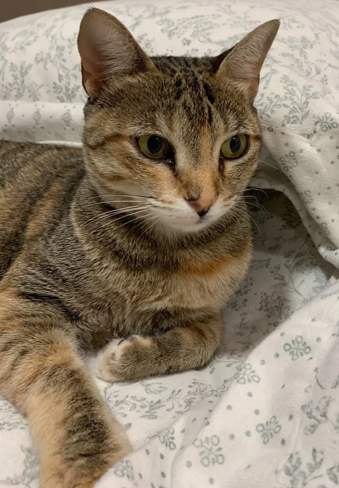 Gato ra a SRD idade 1 ano nome IPANEMA