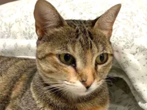 Gato raça SRD idade 1 ano nome IPANEMA