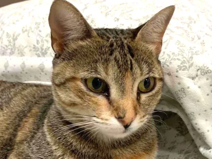 Gato ra a SRD idade 1 ano nome IPANEMA