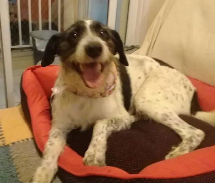 Cachorro ra a SRD idade 3 anos nome Linda
