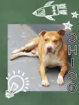 Chico
