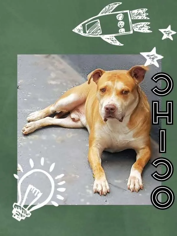 Cachorro ra a Pit Bull idade 6 ou mais anos nome Chico