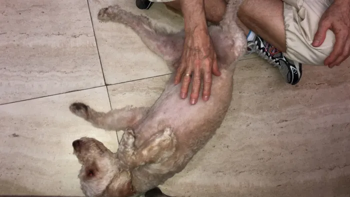 Cachorro ra a Srd idade 3 anos nome Kin