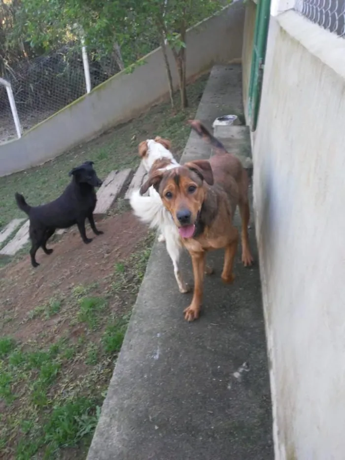 Cachorro ra a SRD idade 2 anos nome Sansão