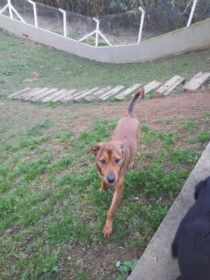 Cachorro ra a SRD idade 2 anos nome Sansão