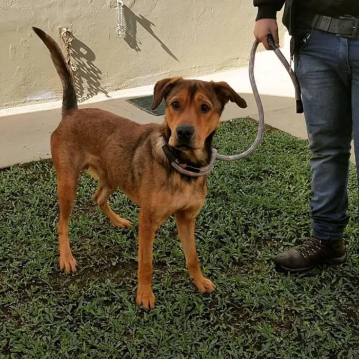 Cachorro ra a SRD idade 2 anos nome Sansão